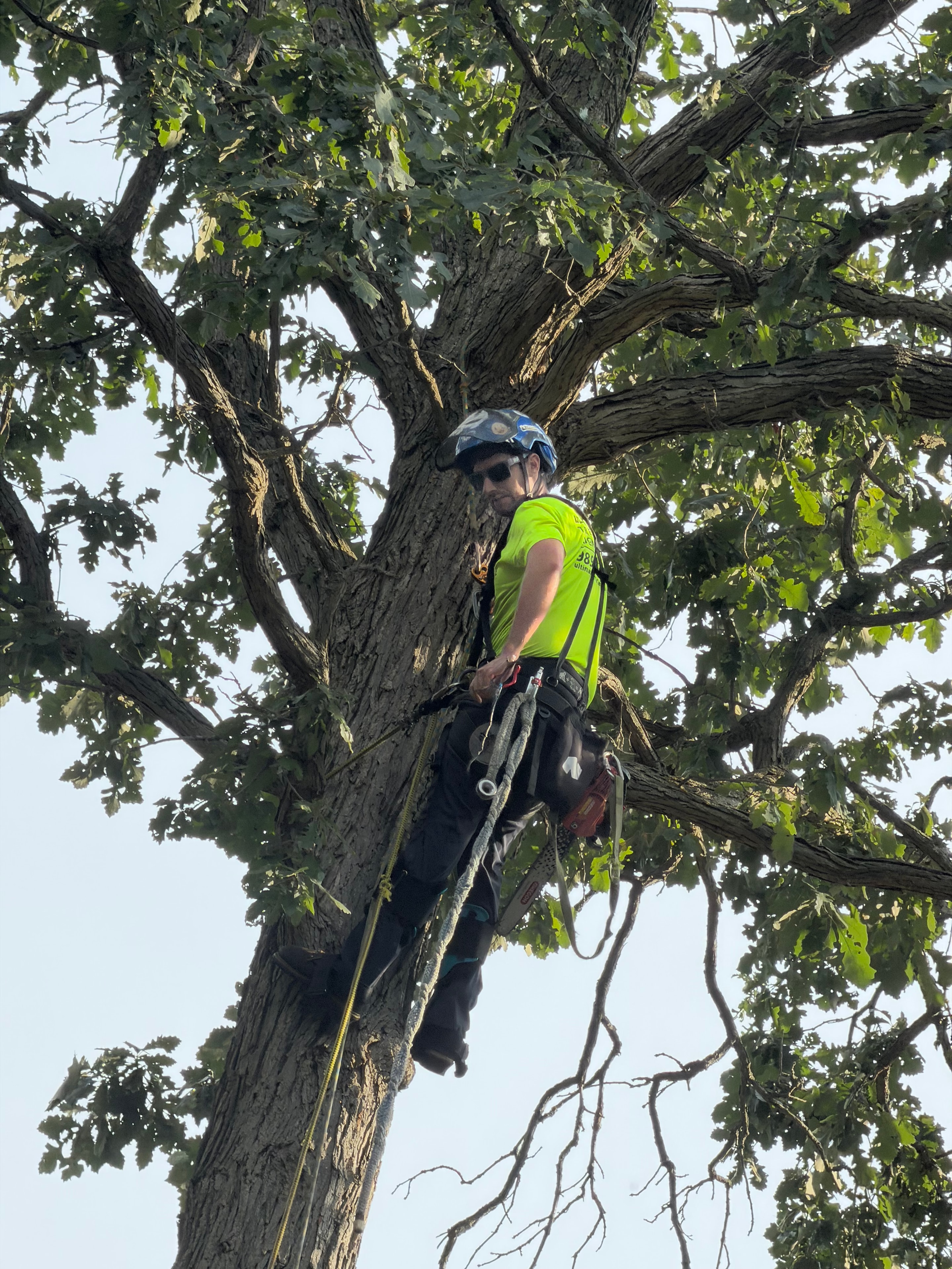 Climber working high in the canopy