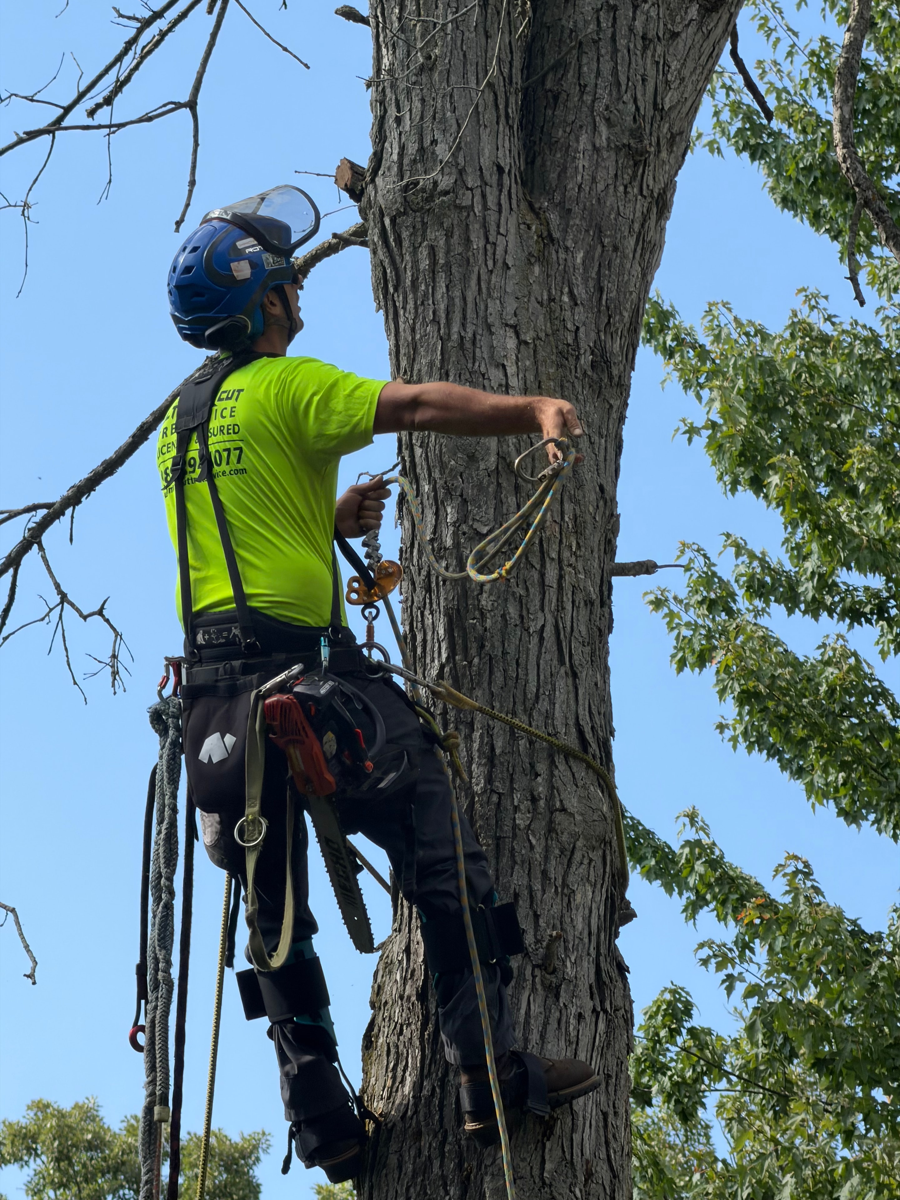 Climber rigging up in the canopy