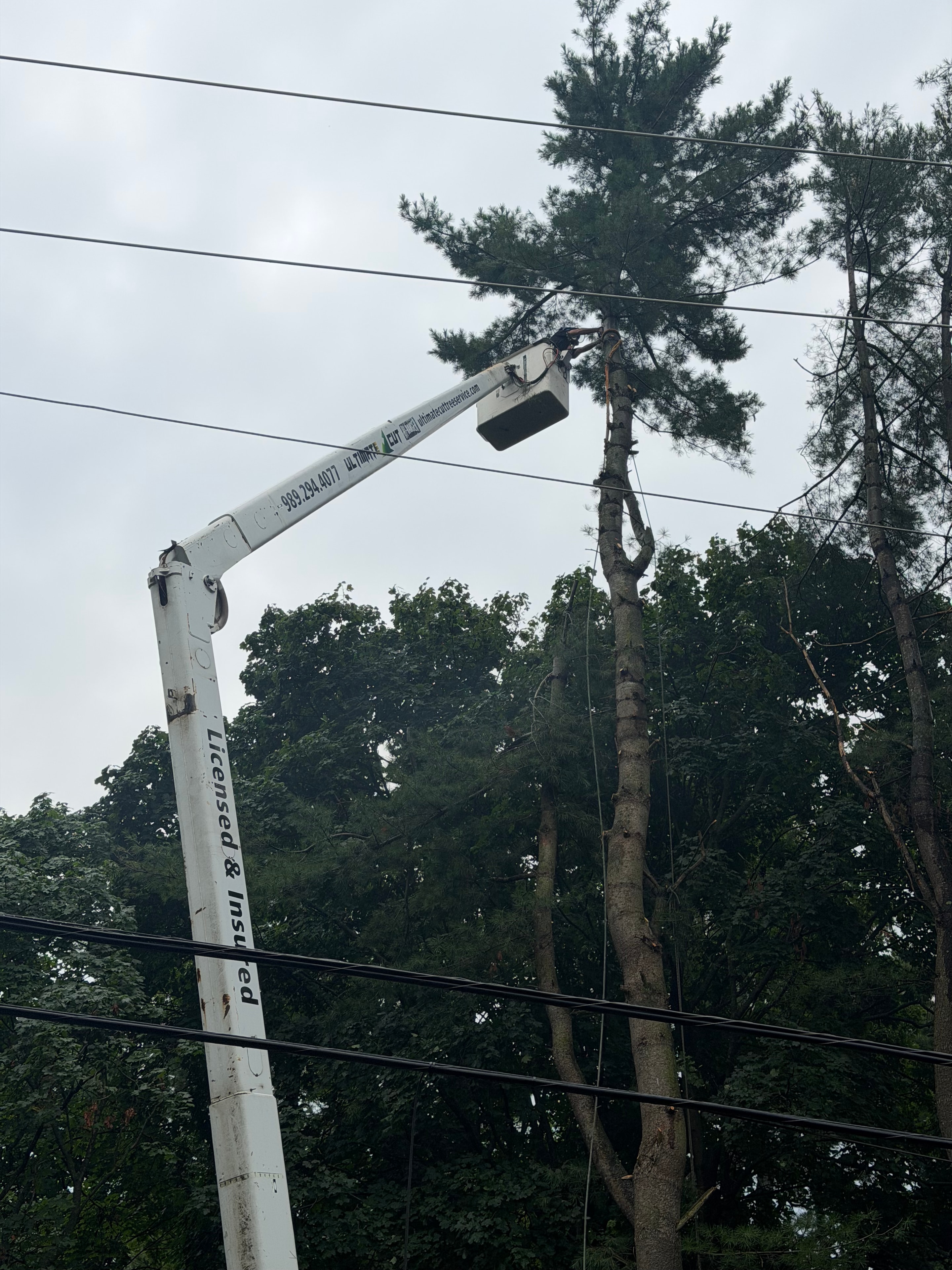 Bucket truck clearing near power lines