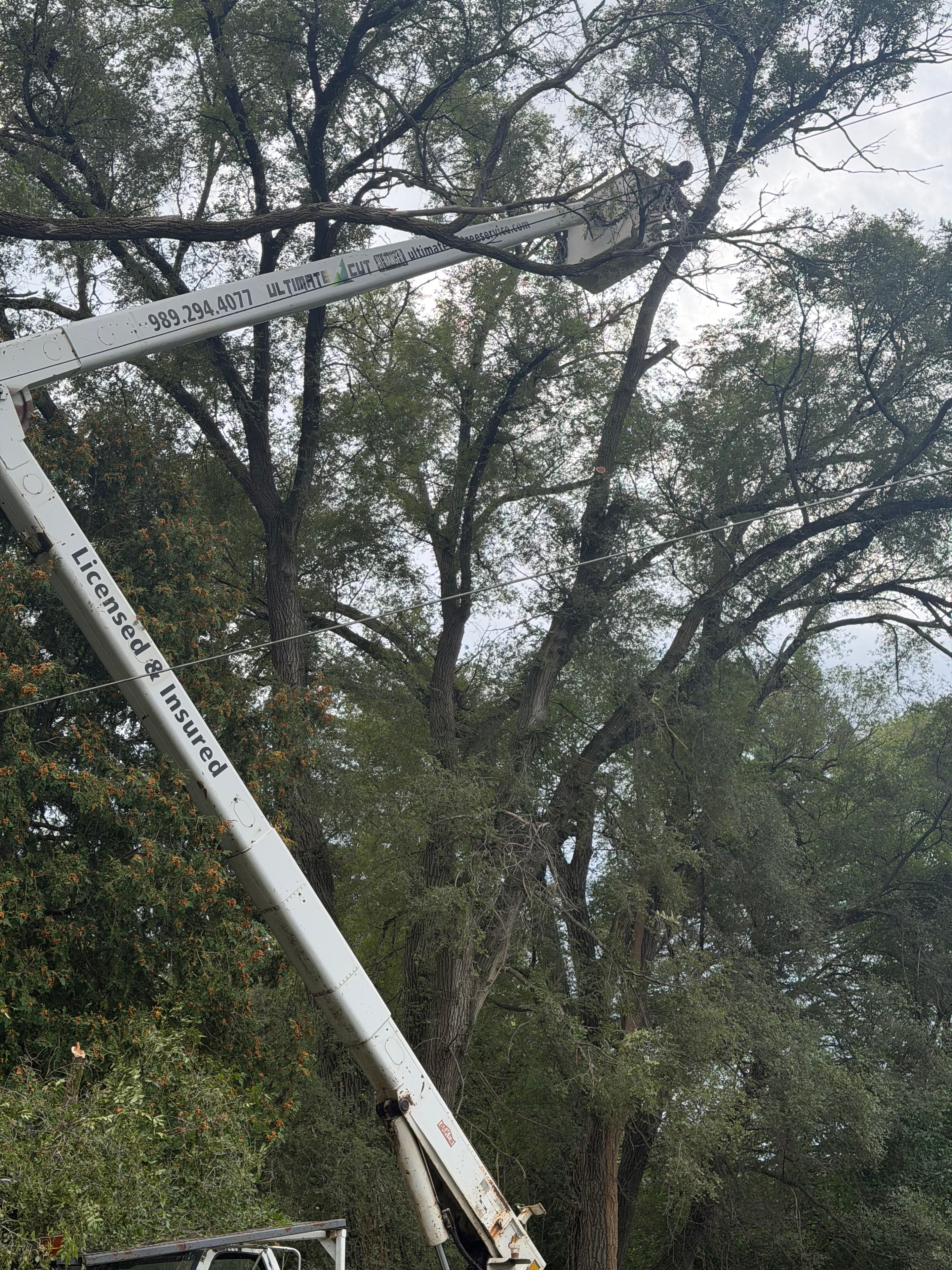 Two booms working a massive tree
