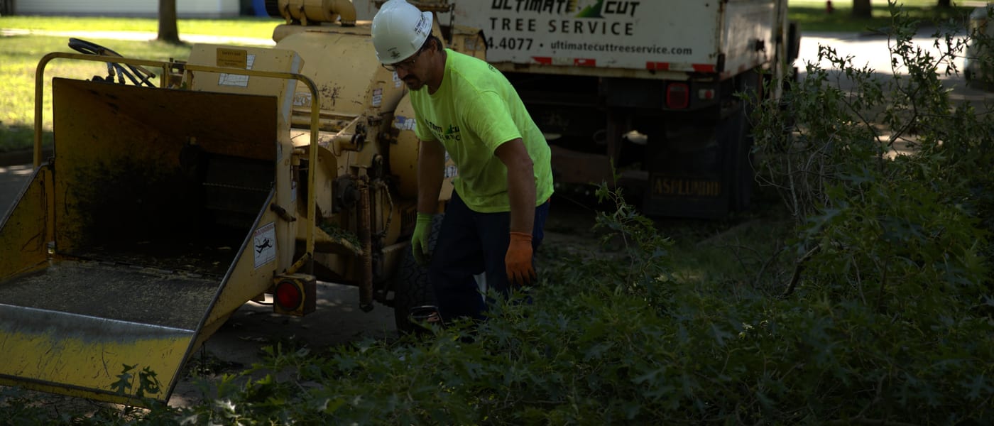 Professional tree removal crew working on a large tree