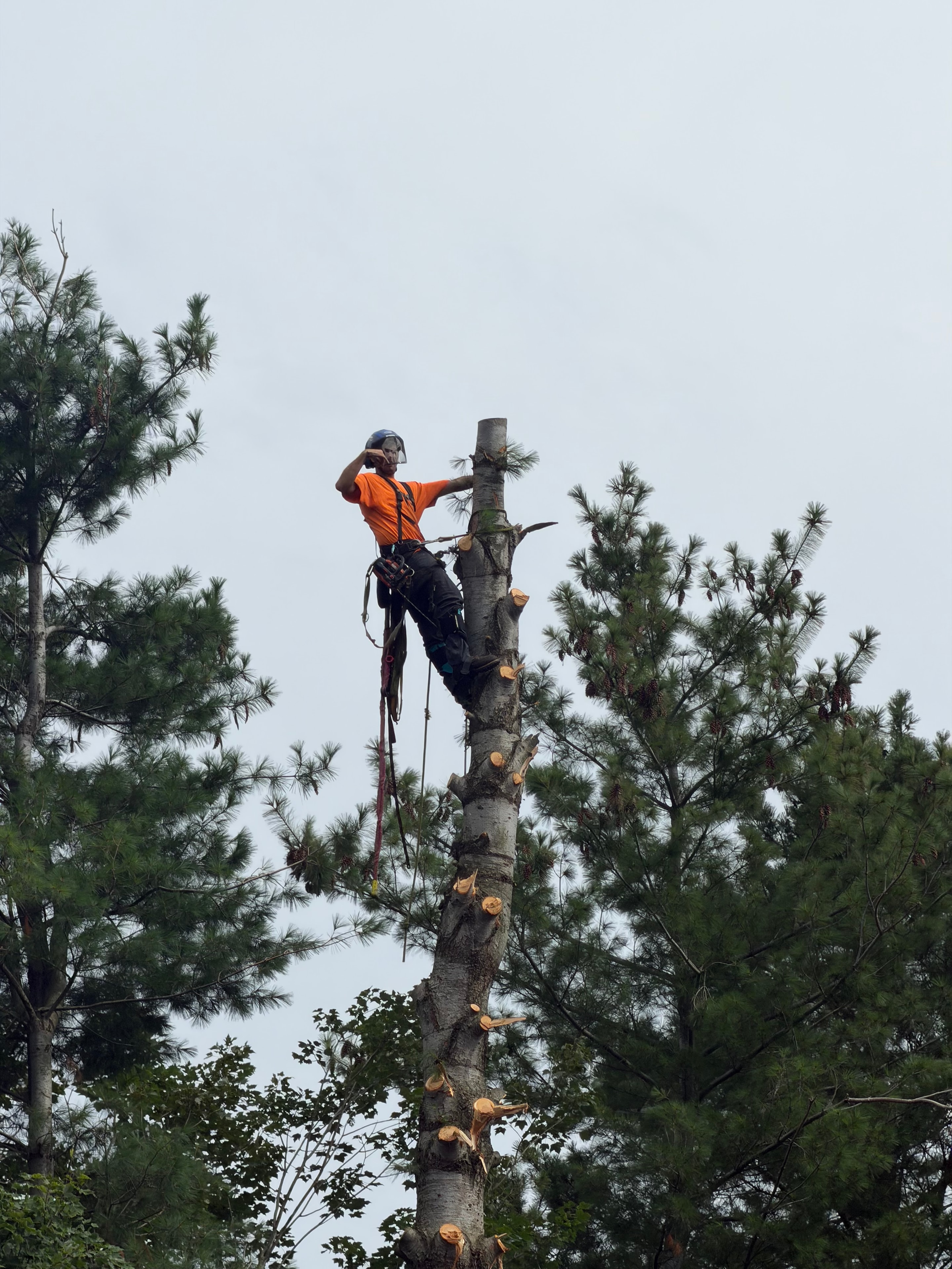 Tree Removal