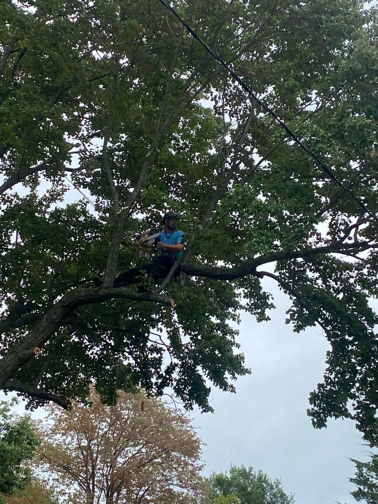 Tree Trimming & Pruning