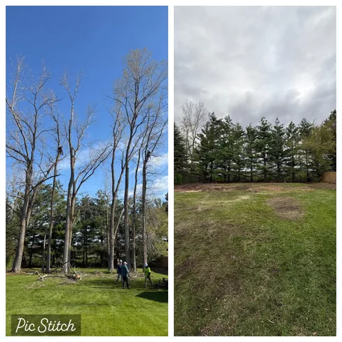 Large tree removal before and after — open backyard