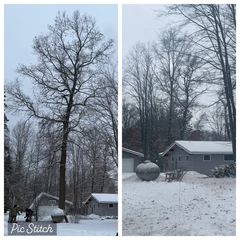 Tree removal before and after — winter job