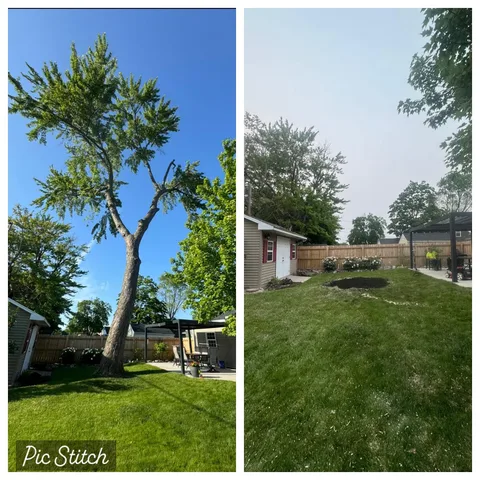 Tree removal before and after — driveway cleared