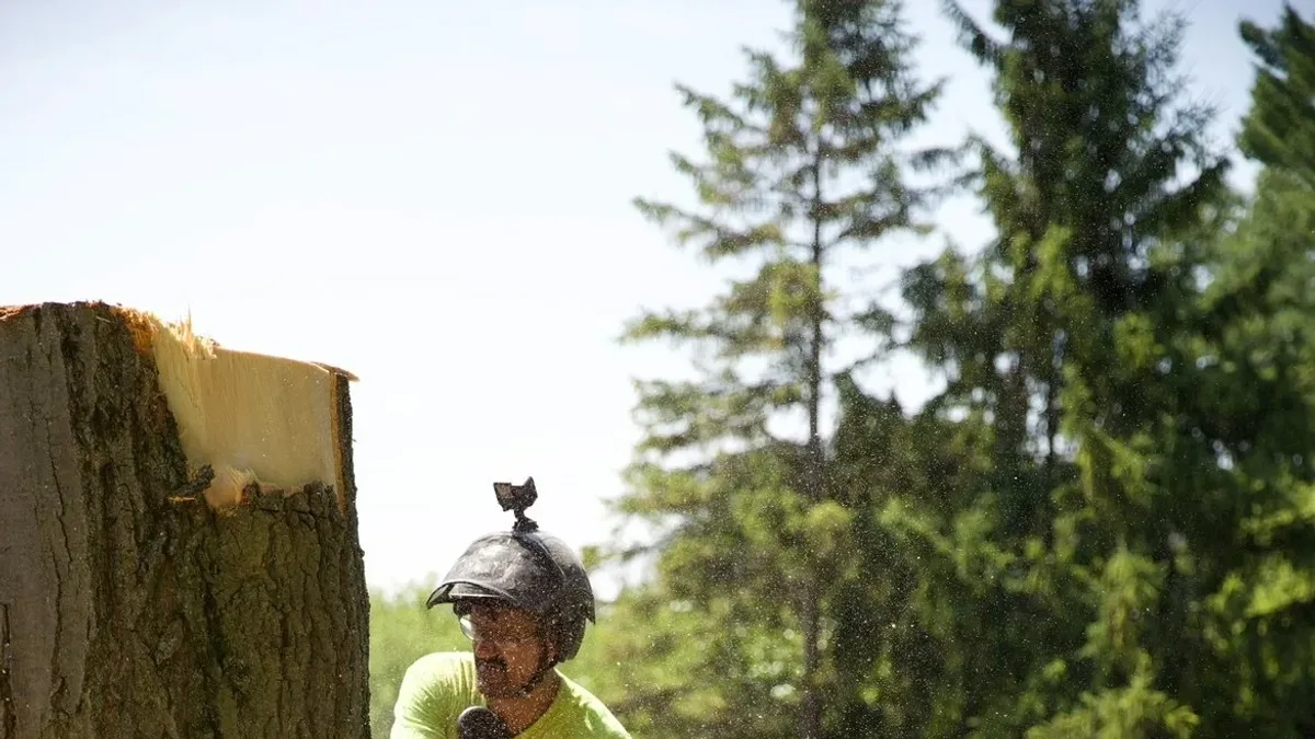 Tree removal crew working on a large tree